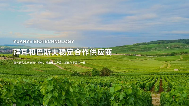 无血清培养基：揭秘其价格背后的秘密**