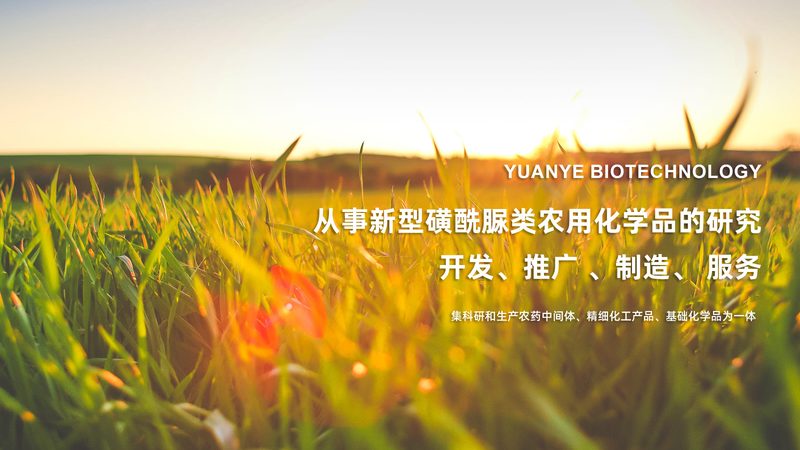 引物合成的关键步骤：定制流程解析**